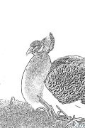 tsuntsaye Shafukan Masu Launi Da Ake Bugawa